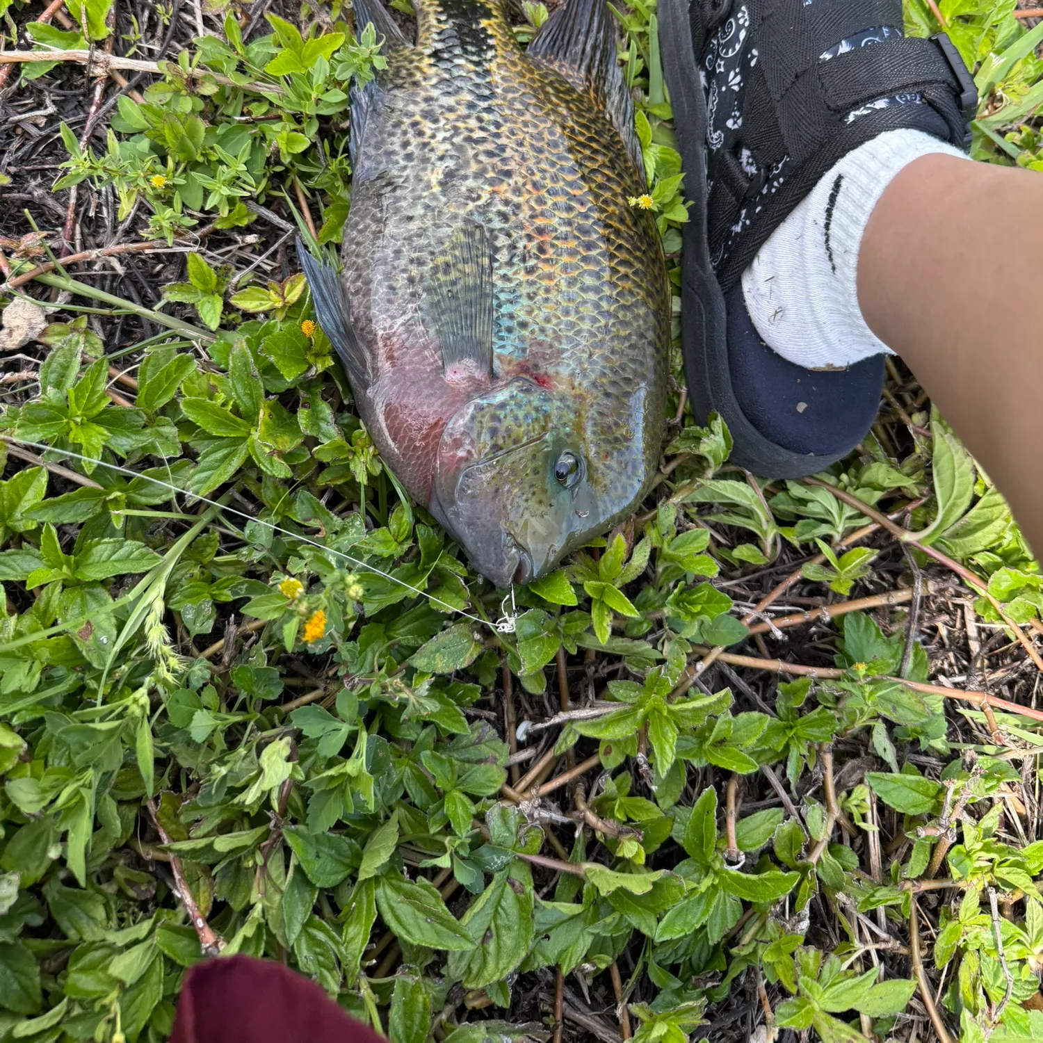 The most recent Redhead cichlid catches on Fishbrain