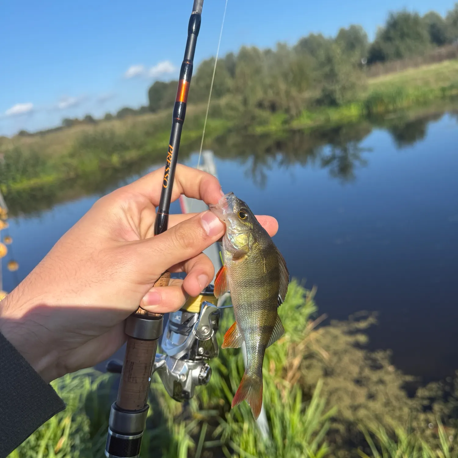 European perch caught on Fishbrain