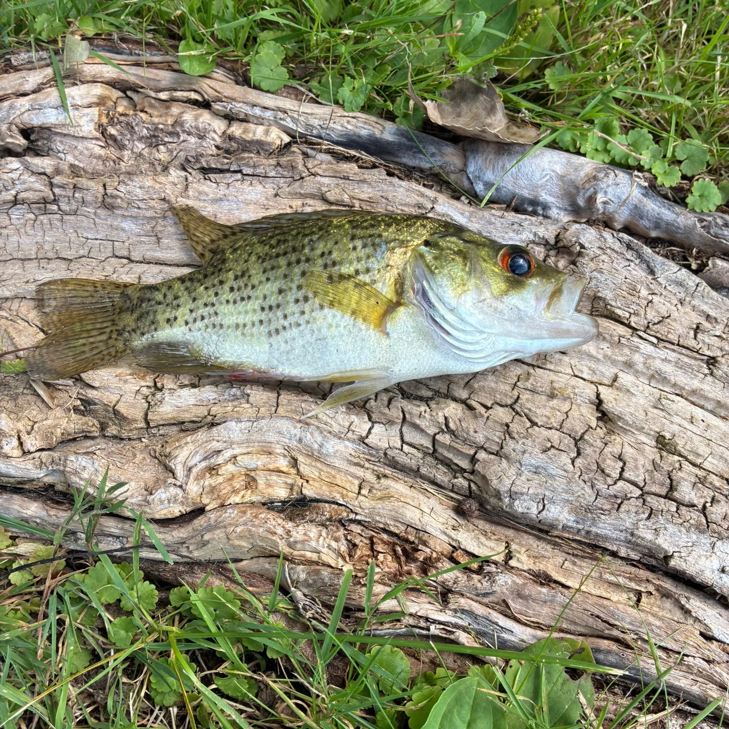 Rock bass caught on Fishbrain