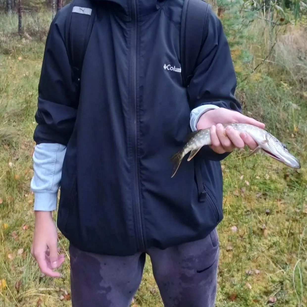 Northern pike caught on Fishbrain
