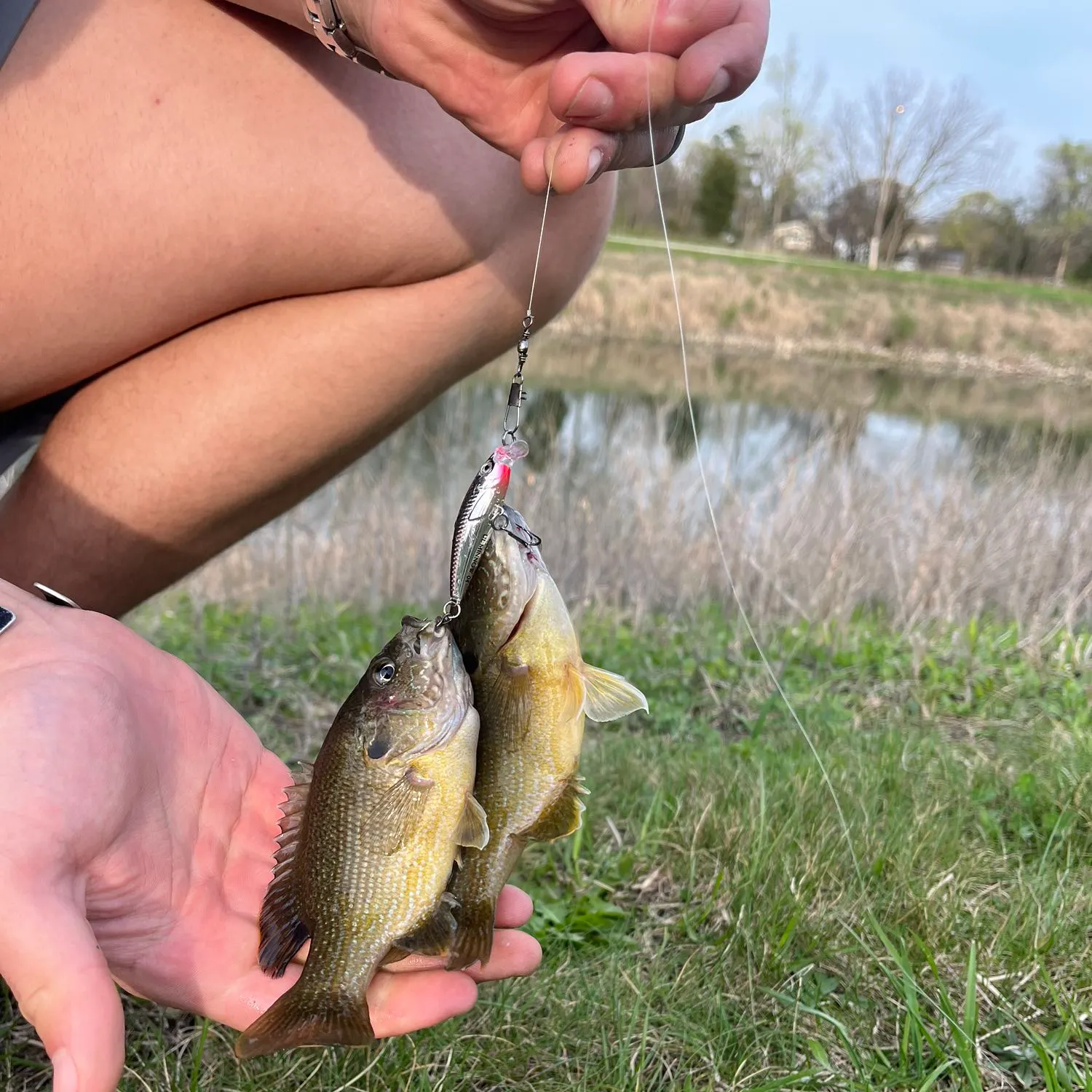 Fish caught on Fishbrain
