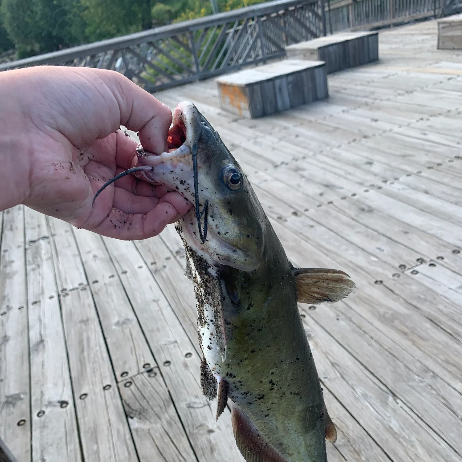 catch