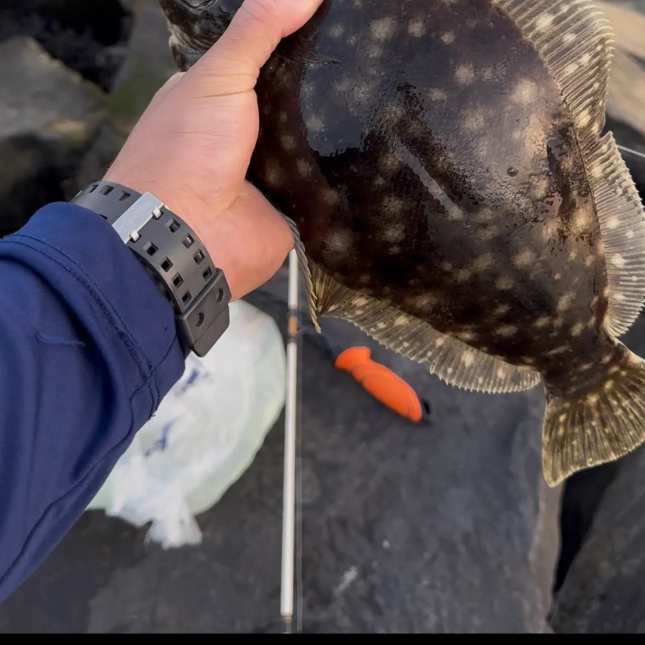 Summer flounder caught on Fishbrain