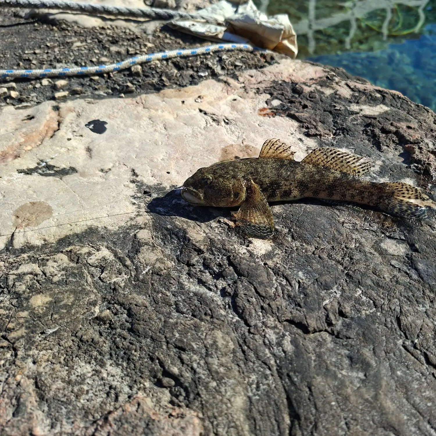 The most recent Giant goby catches on Fishbrain