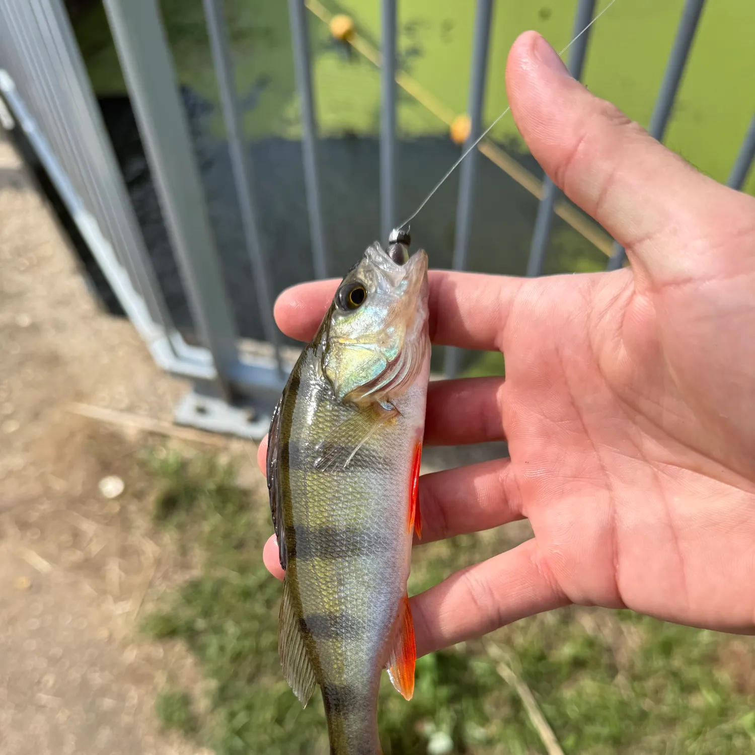 European perch caught on Fishbrain