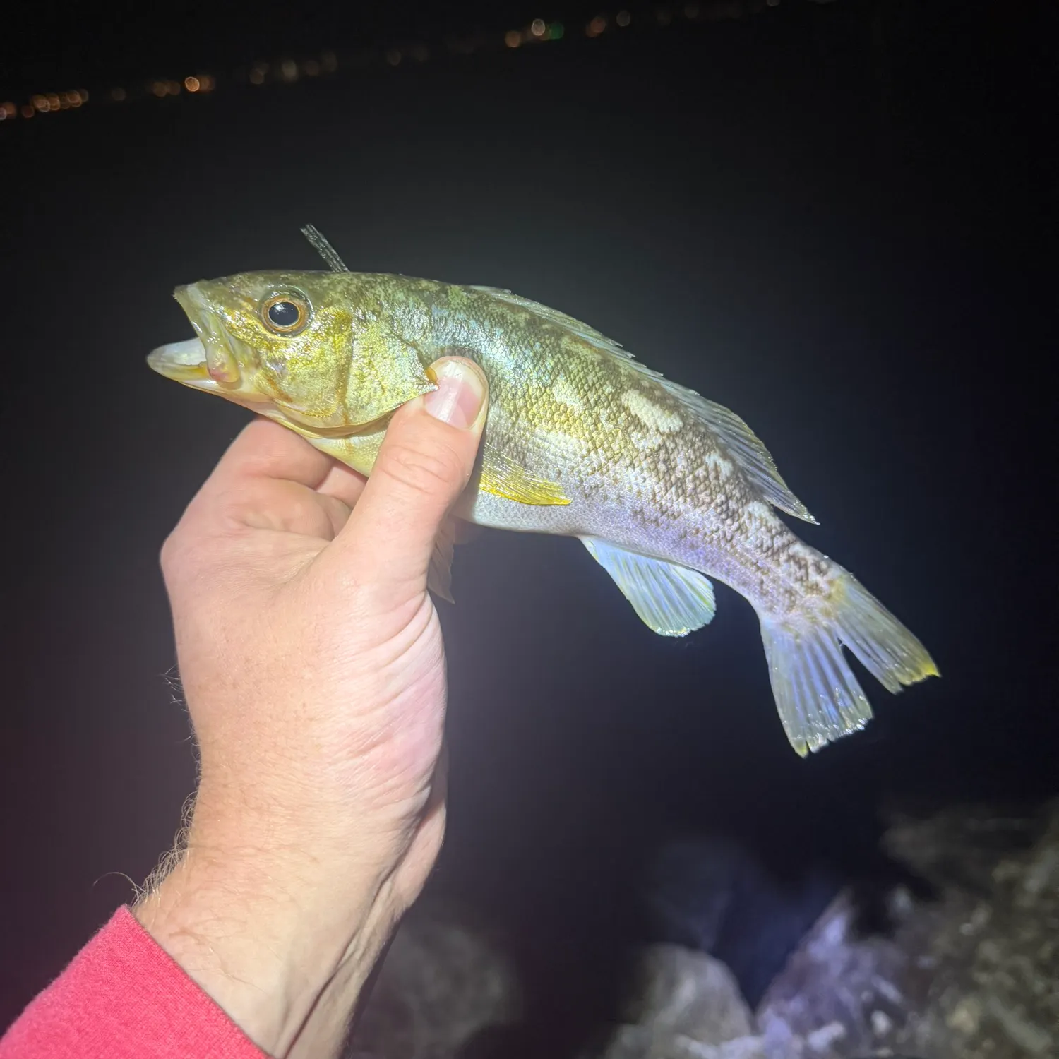 Kelp bass caught on Fishbrain