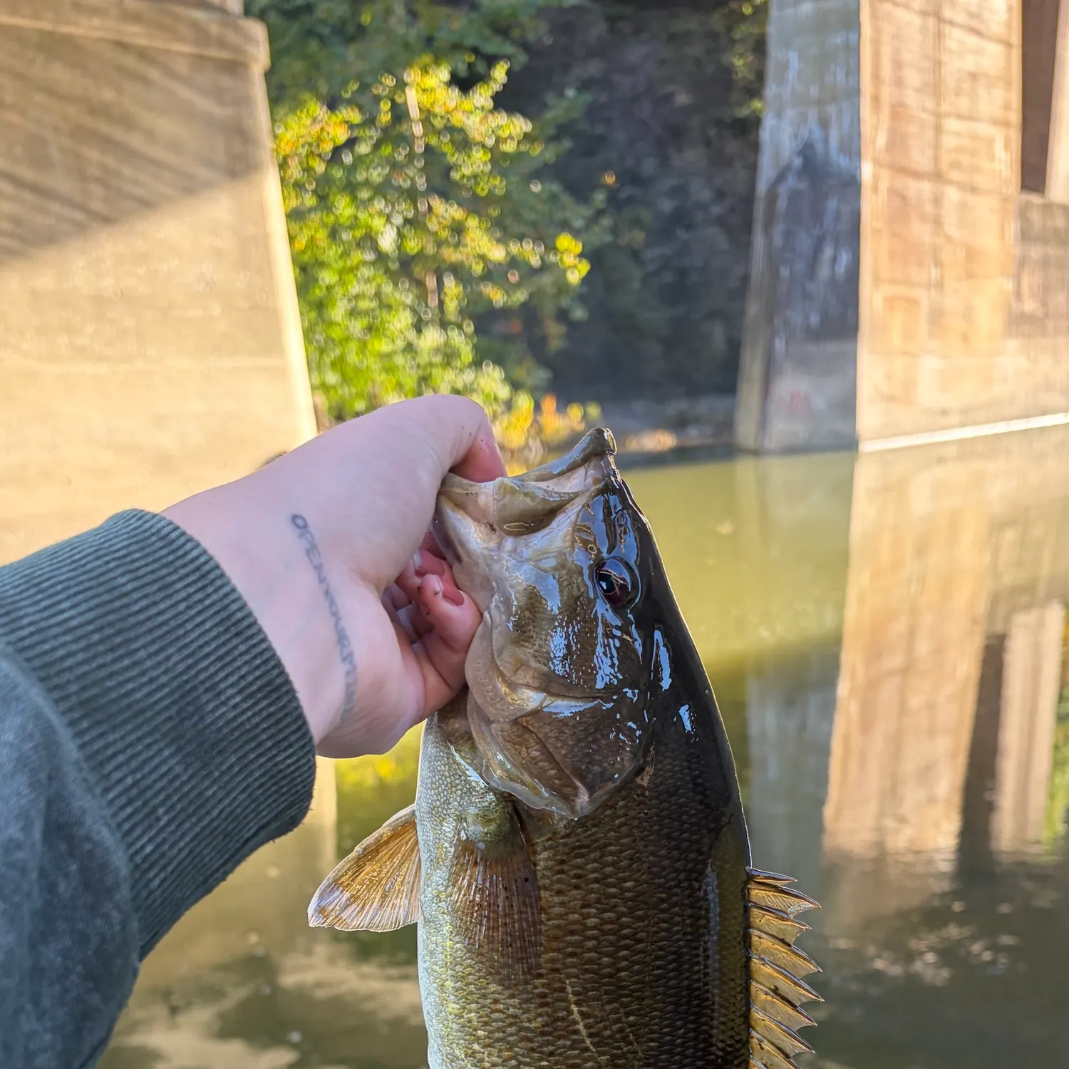 Smallmouth bass caught on Fishbrain
