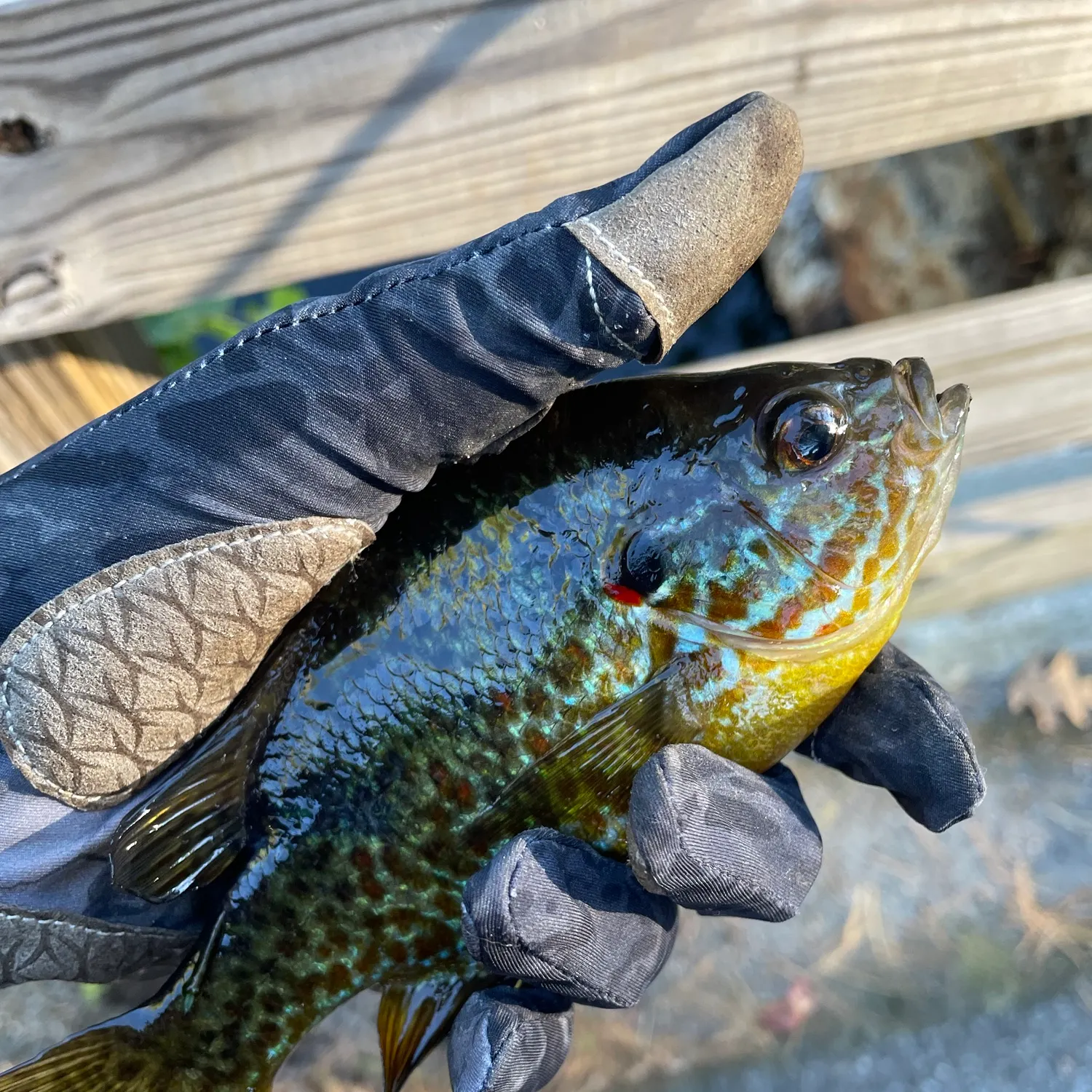 Pumpkinseed caught on Fishbrain
