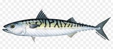 Natural baits Mackerel