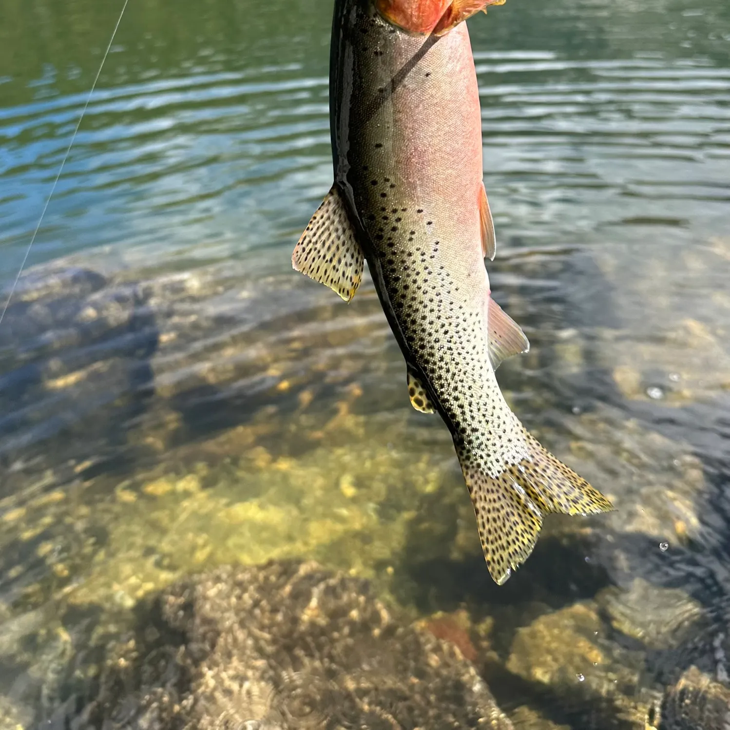 Cutthroat trout caught on Fishbrain