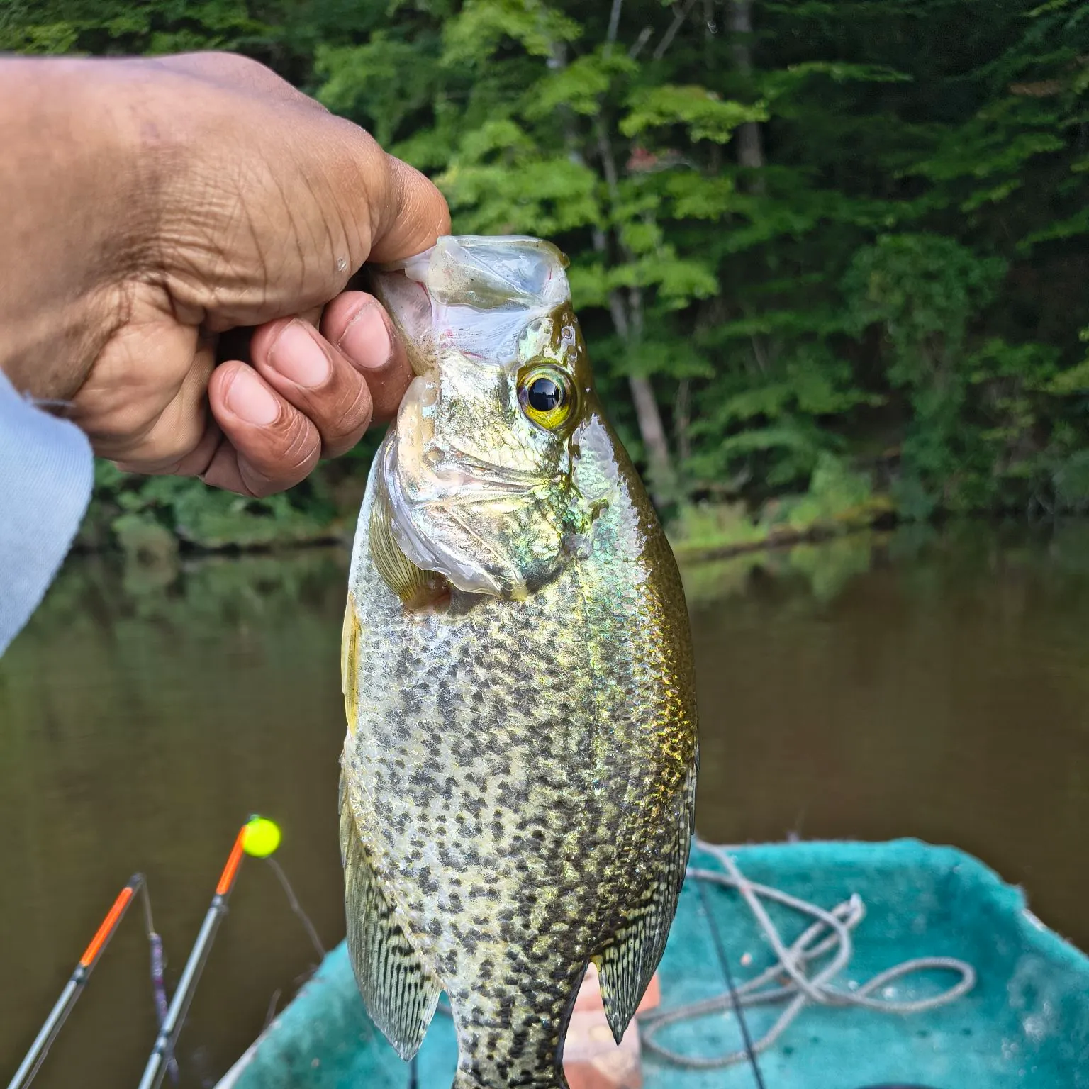 Black crappie caught on Fishbrain
