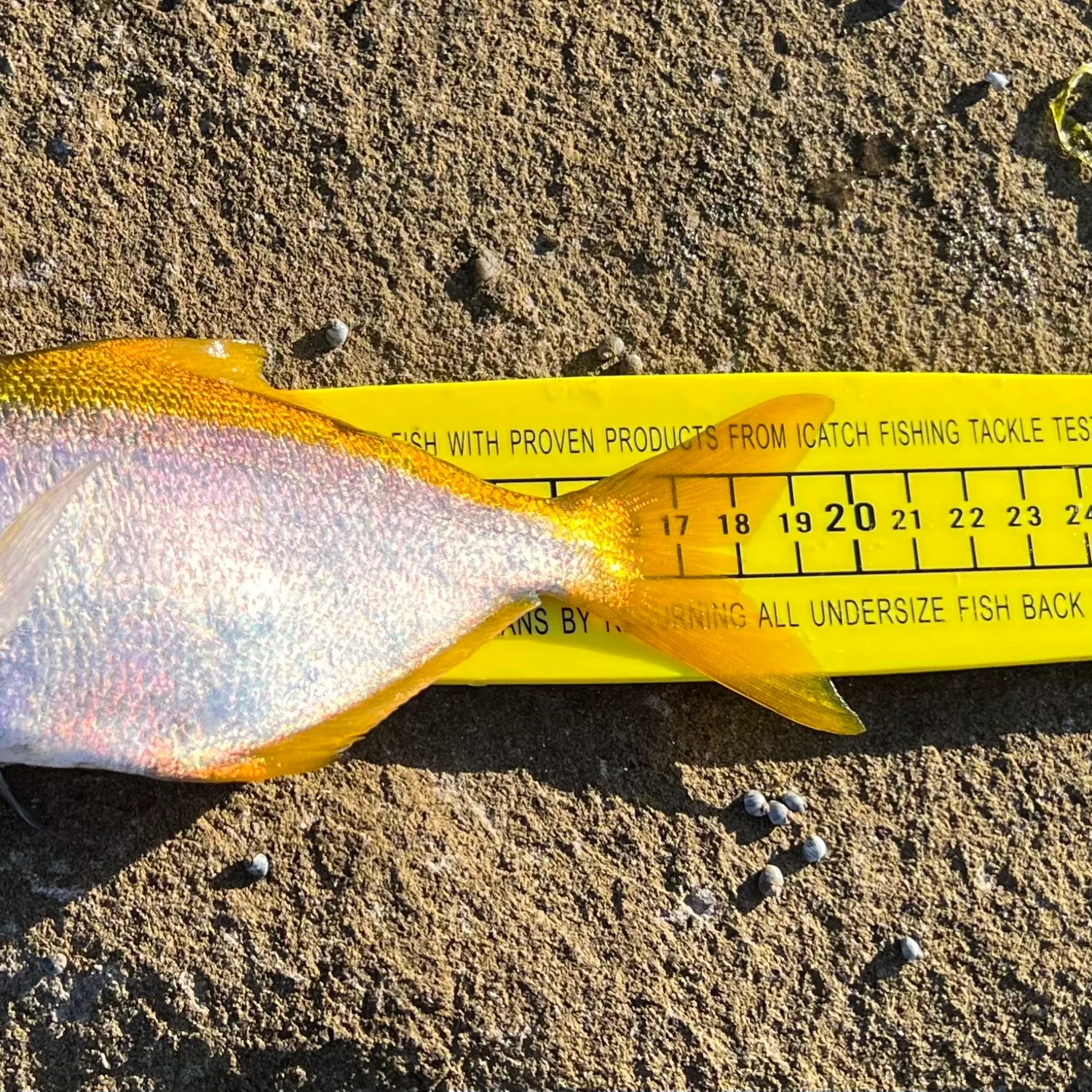 recently logged catches