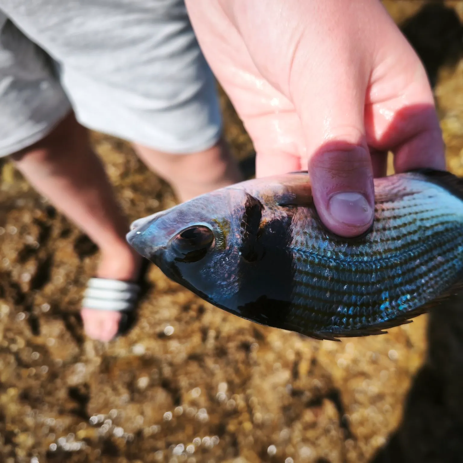 The most recent Common two-banded seabream catches on Fishbrain