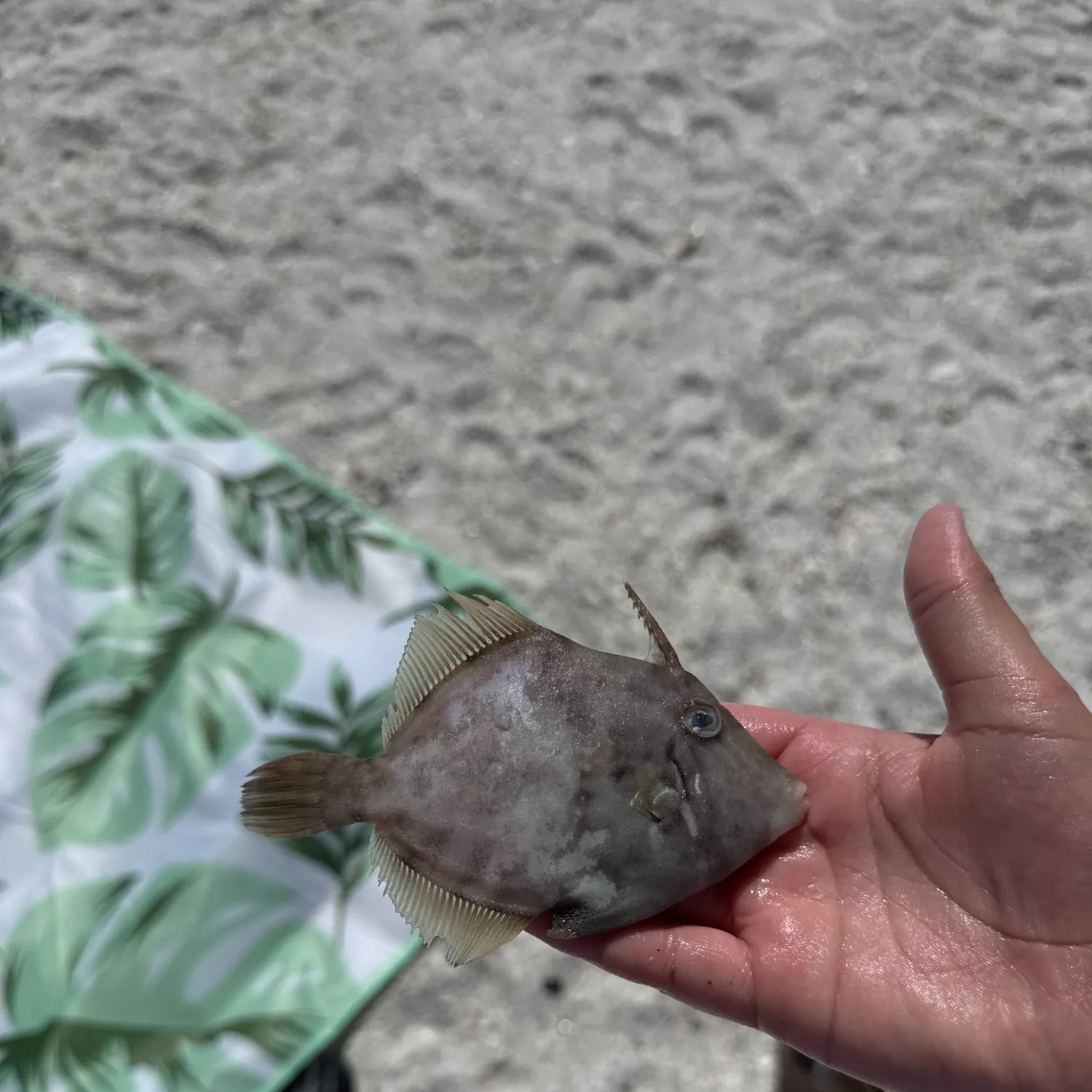 The most recent Planehead filefish catches on Fishbrain