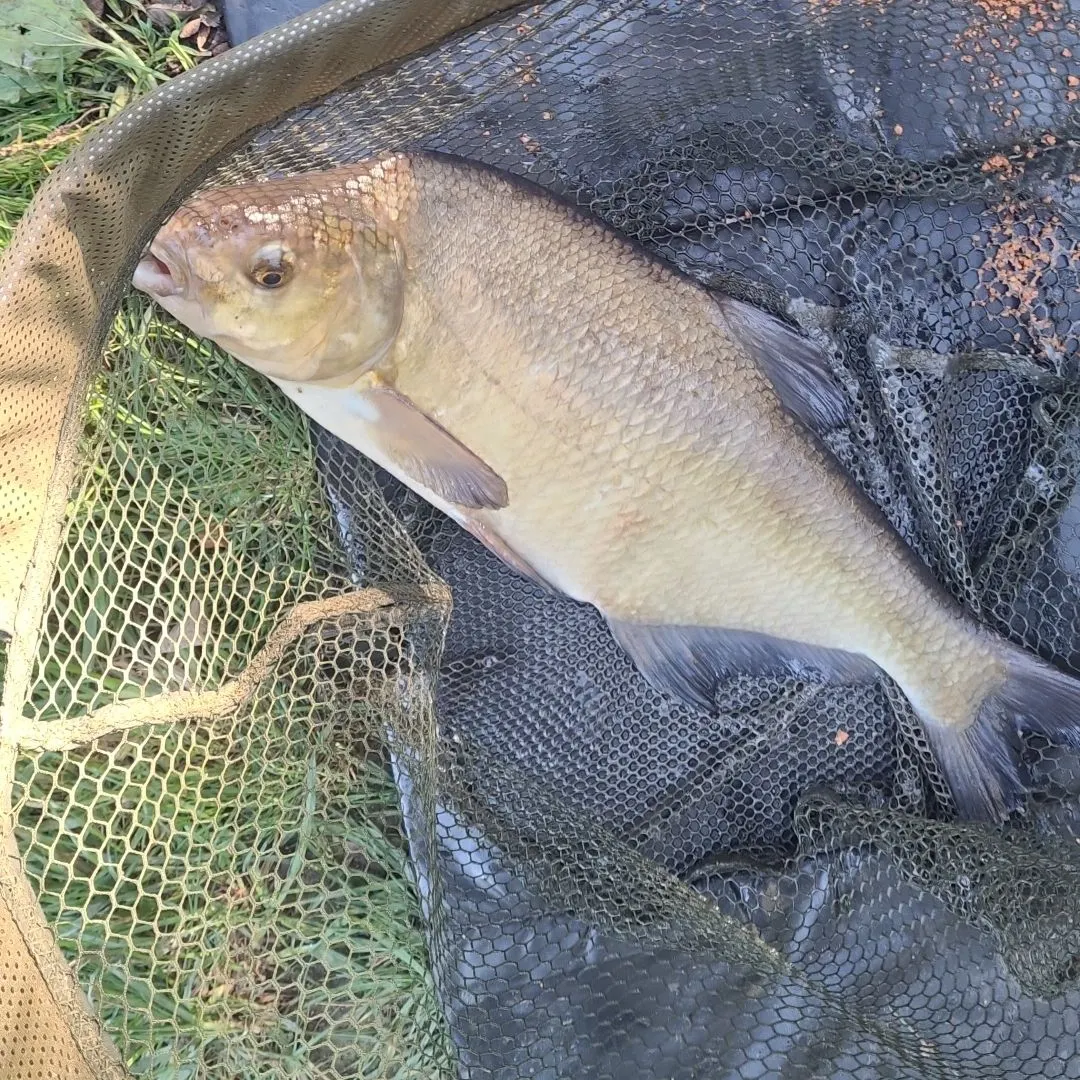 Common bream caught on Fishbrain