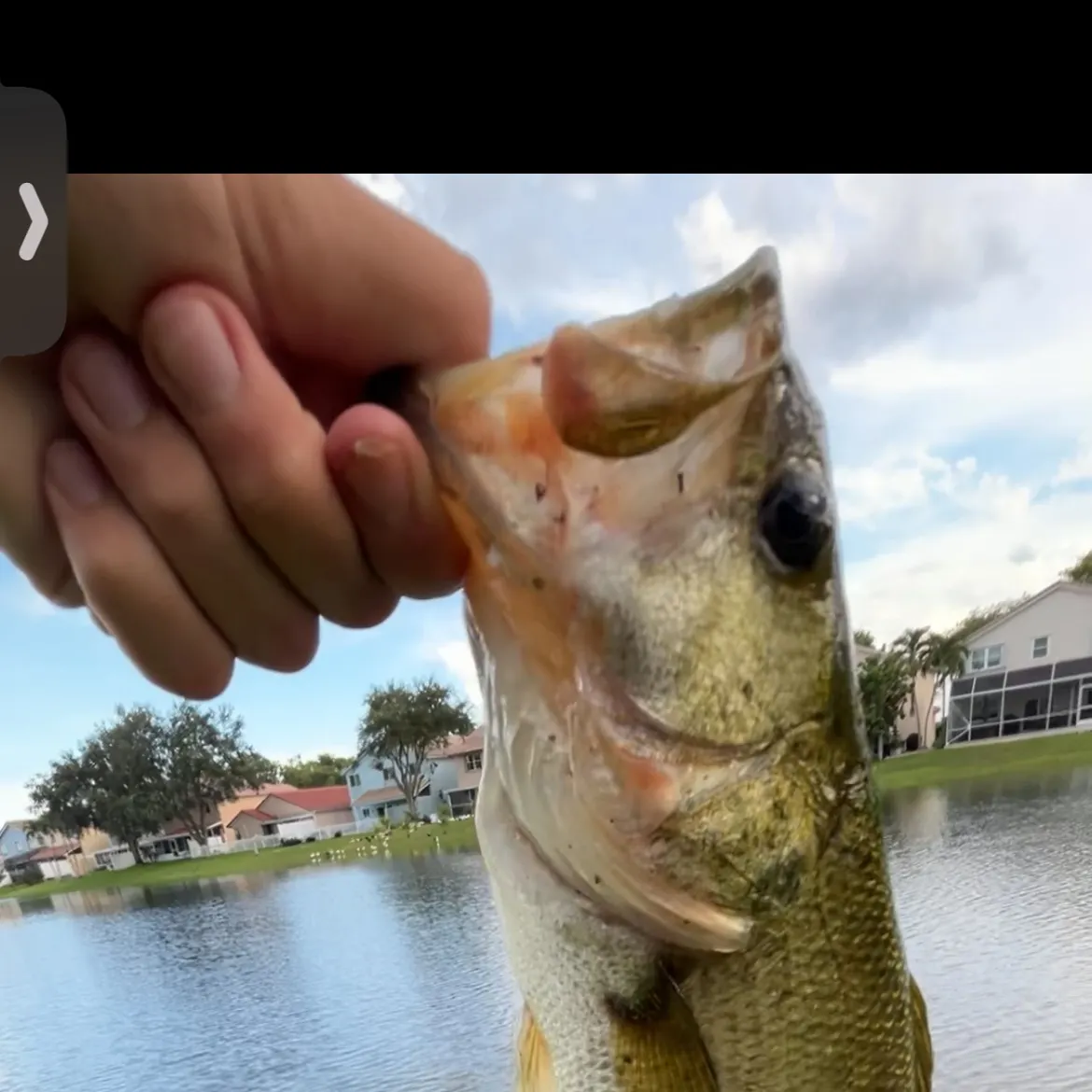 Largemouth bass caught on Fishbrain