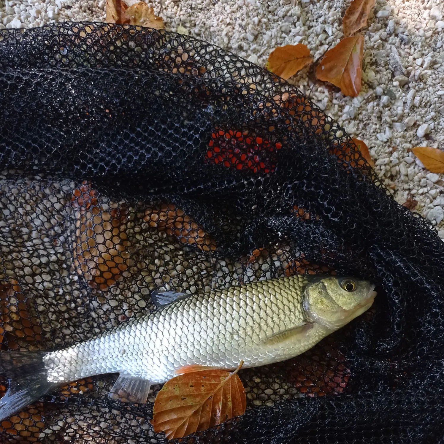 European chub caught on Fishbrain