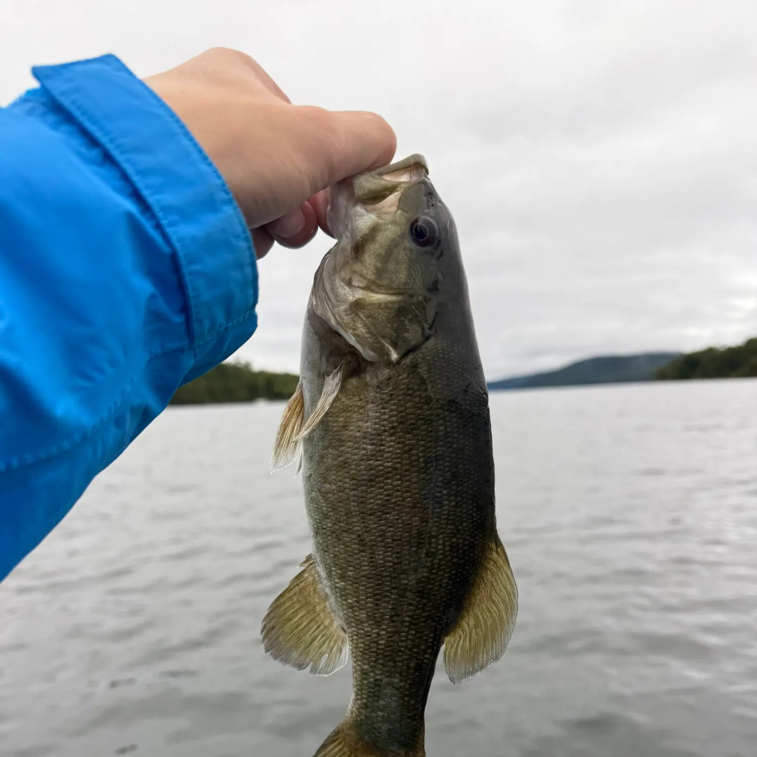 Smallmouth bass caught on Fishbrain
