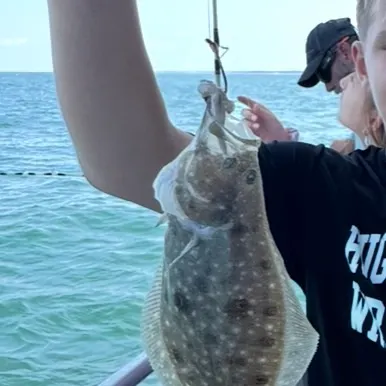 The most recent Winter flounder catches on Fishbrain