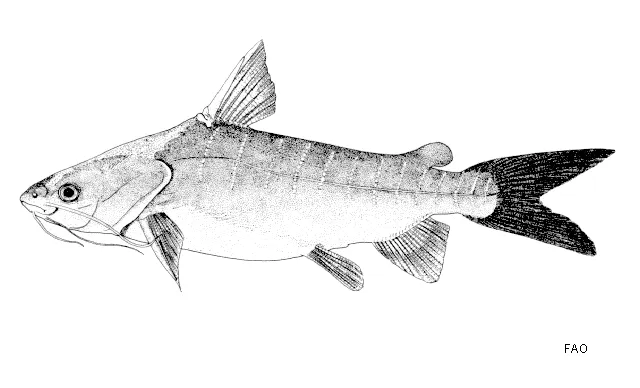 Salmon catfish