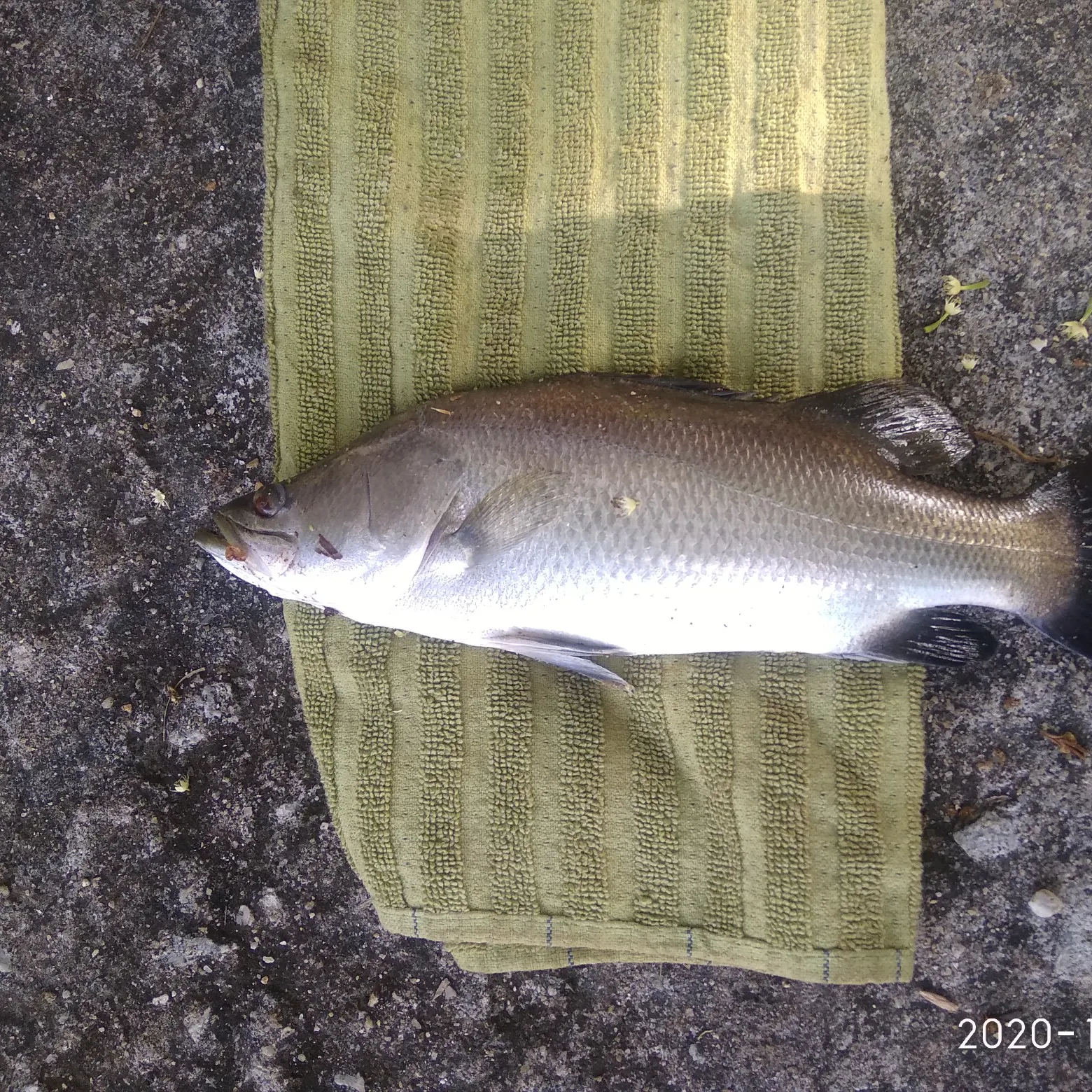 recently logged catches