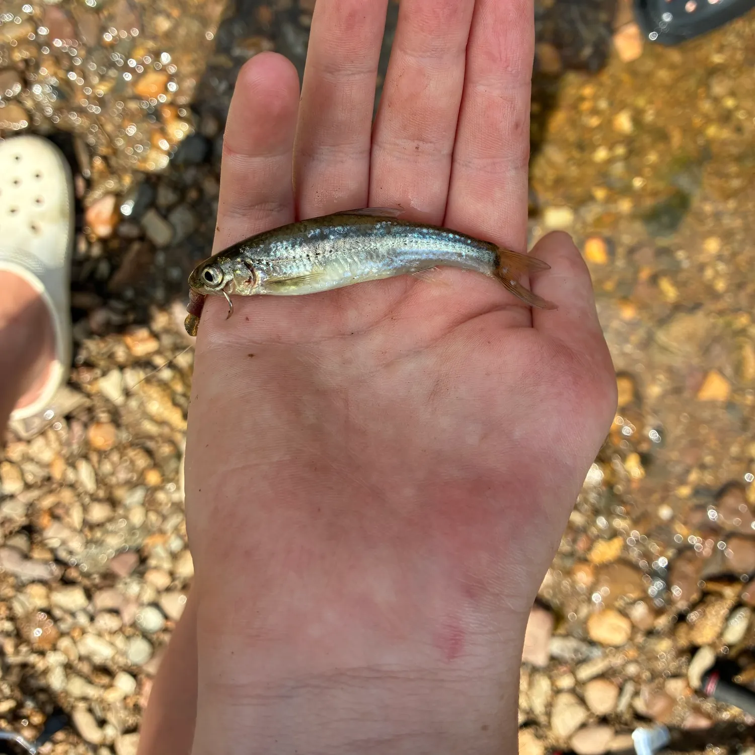 The most recent Satinfin shiner catches on Fishbrain