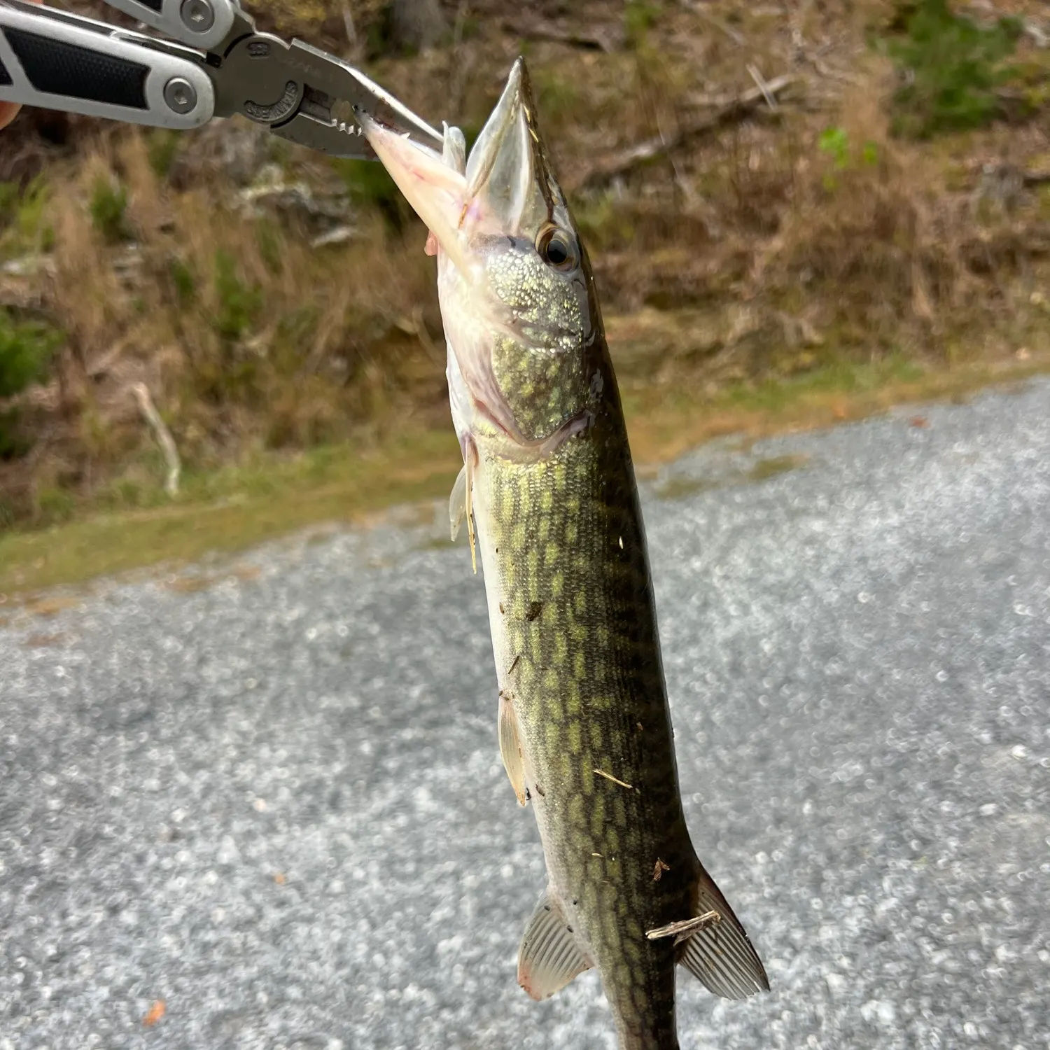 Chain pickerel caught on Fishbrain