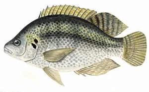 Mozambique tilapia