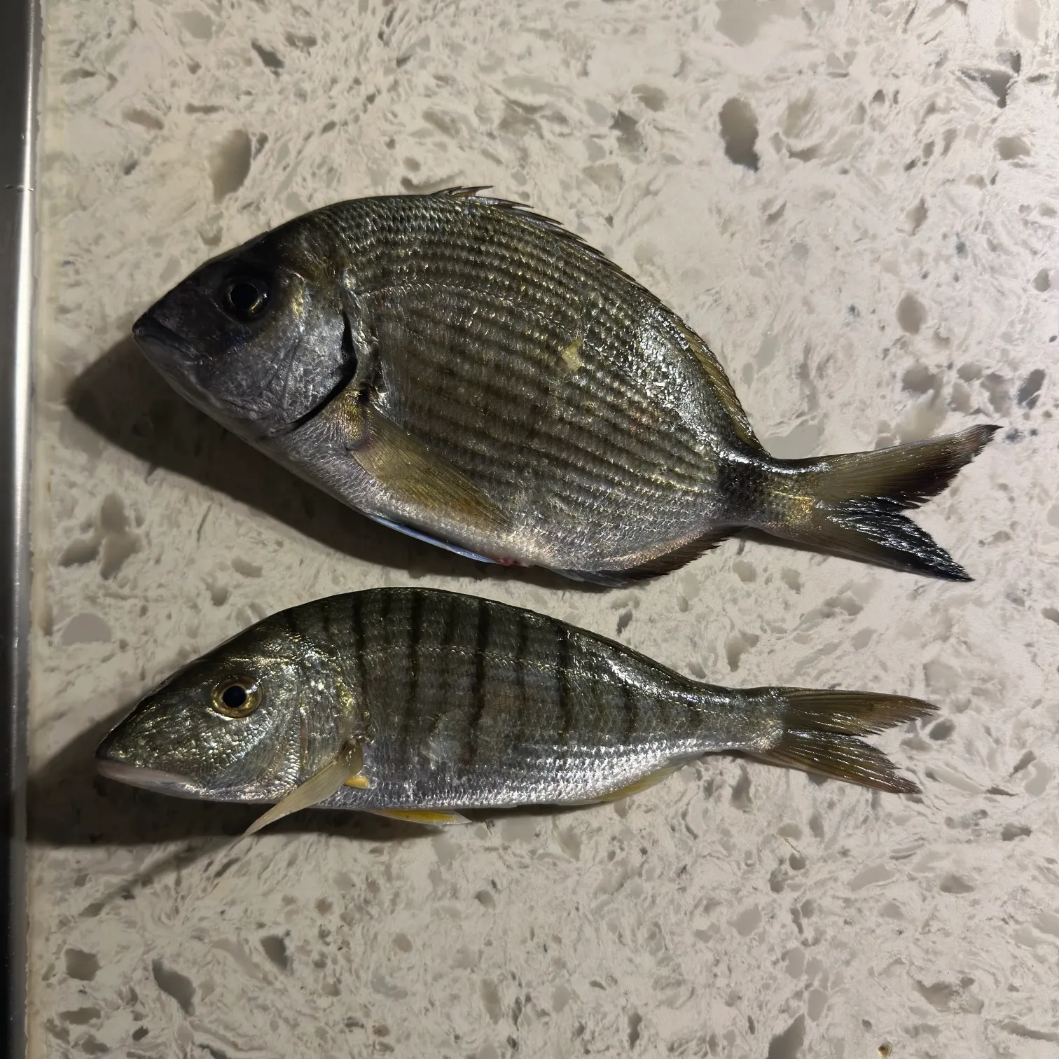 The most recent White seabream catches on Fishbrain