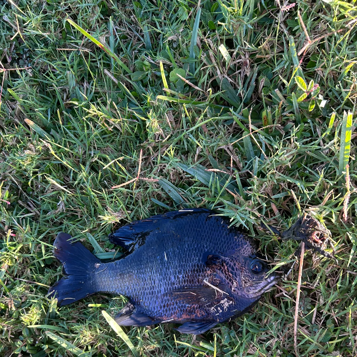 The most recent Bluegill catches on Fishbrain