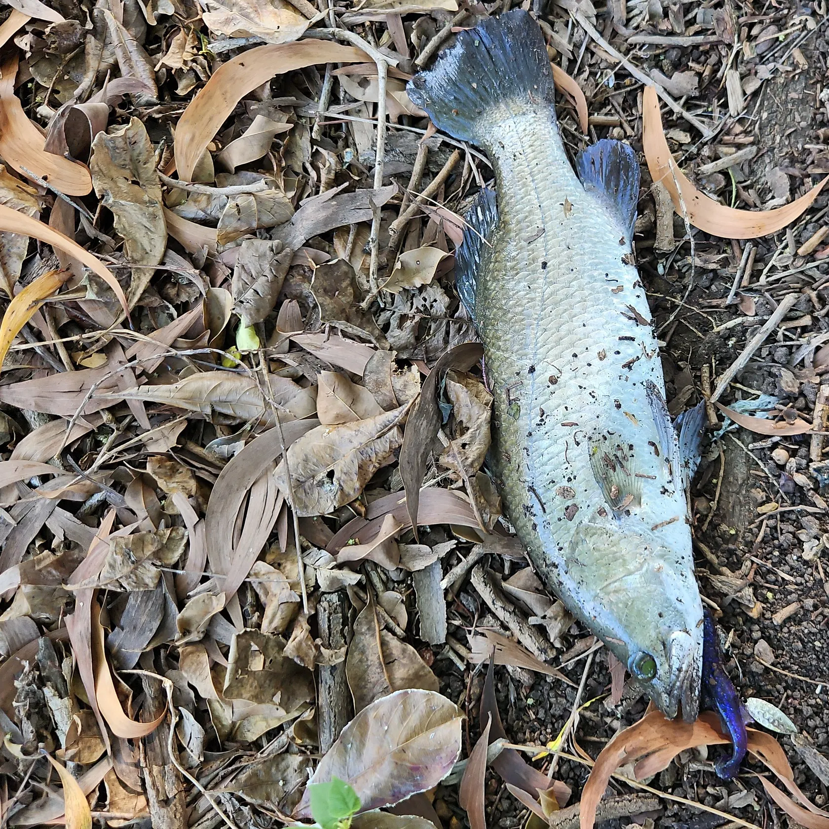 Barramundi caught on Fishbrain