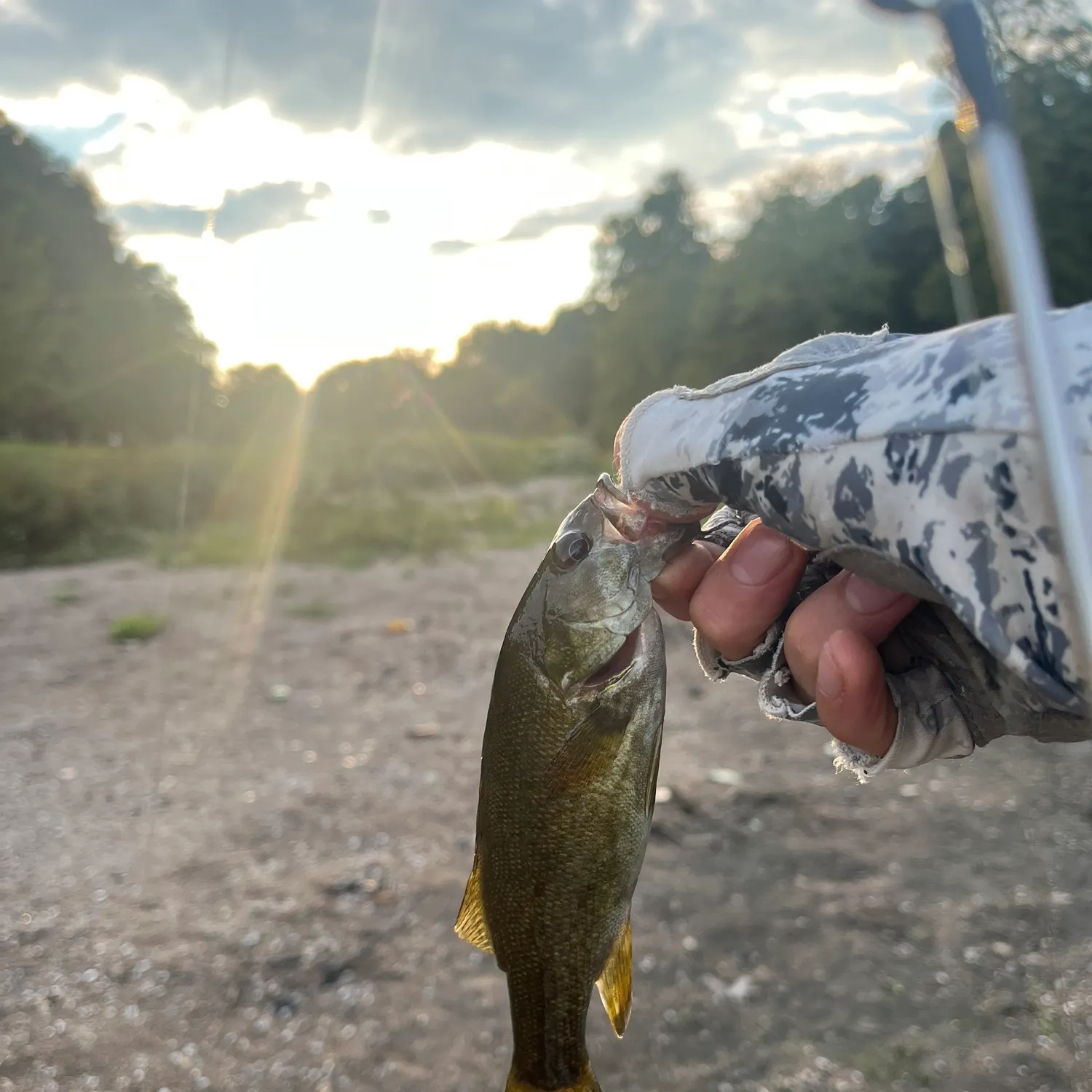 Smallmouth bass caught on Fishbrain