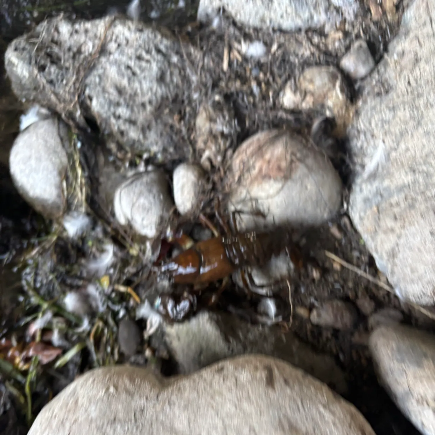 Signal crayfish caught on Fishbrain