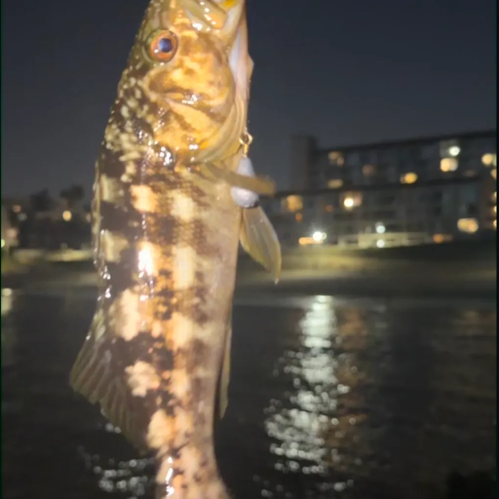 Kelp bass caught on Fishbrain