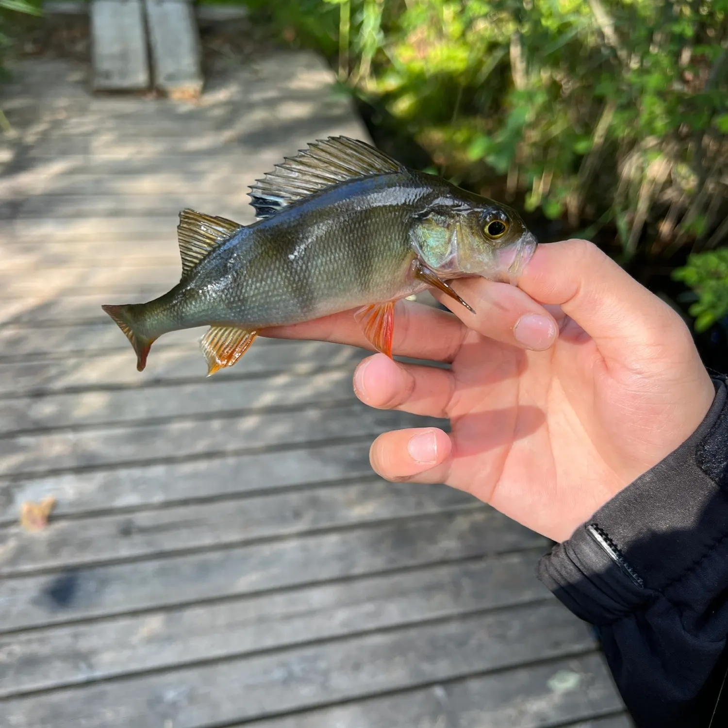 European perch caught on Fishbrain