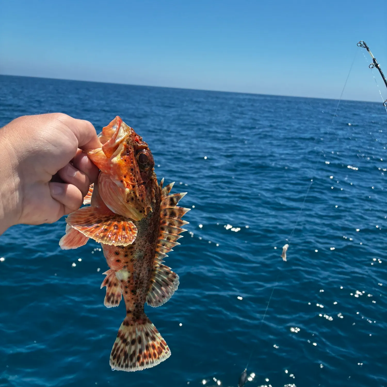California scorpionfish caught on Fishbrain