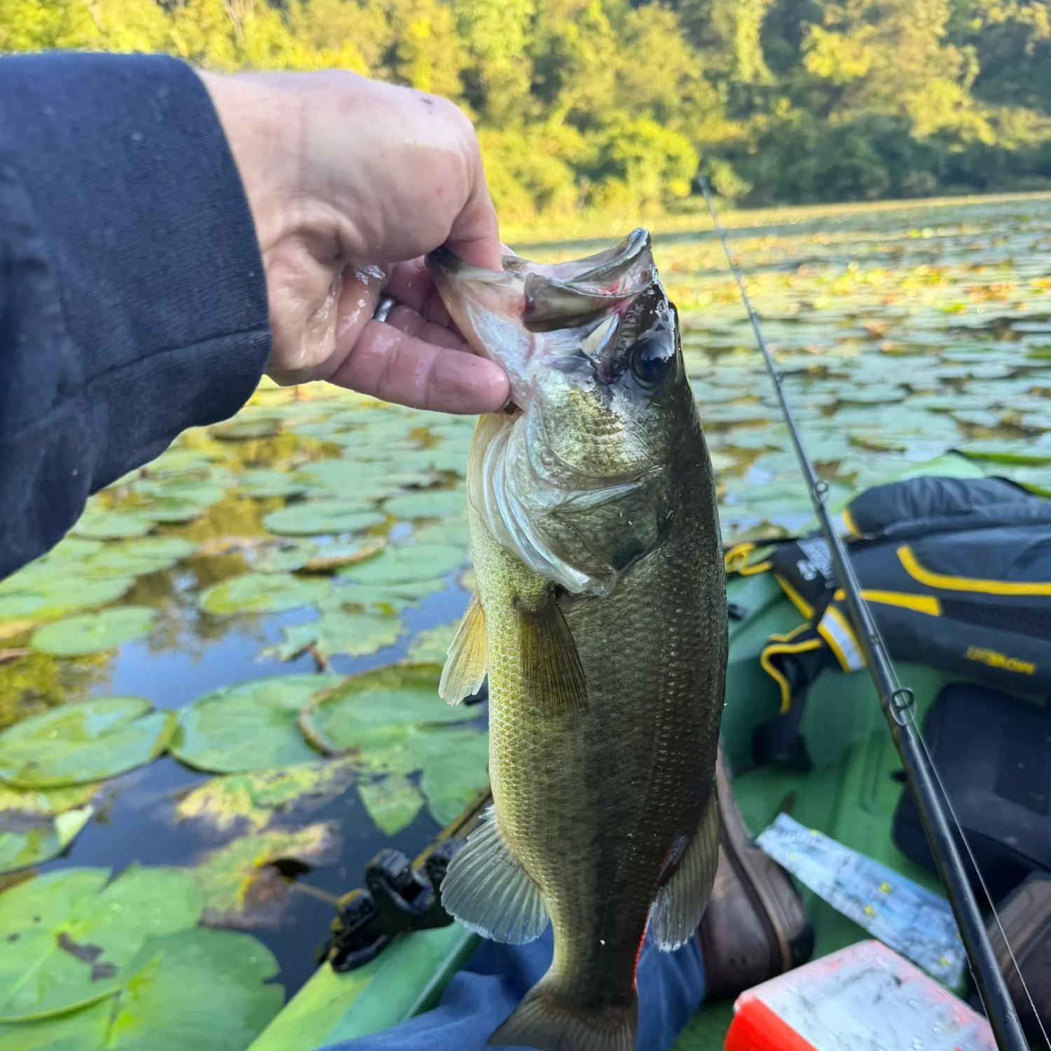 Largemouth bass caught on Fishbrain