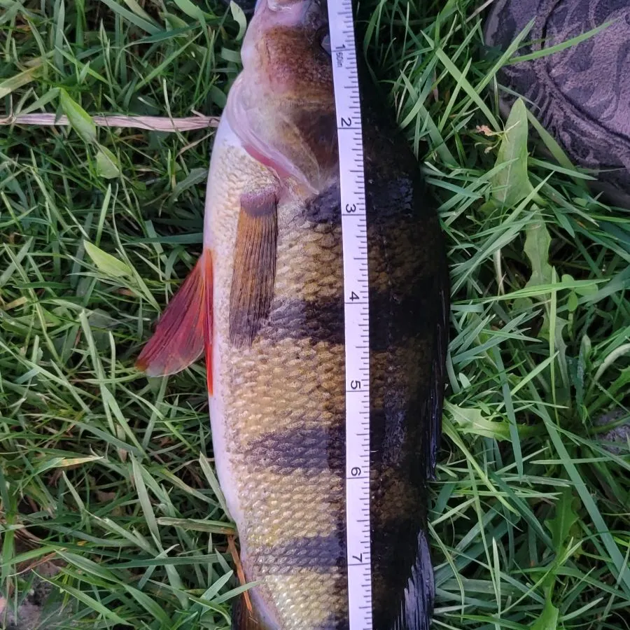 Yellow perch caught on Fishbrain