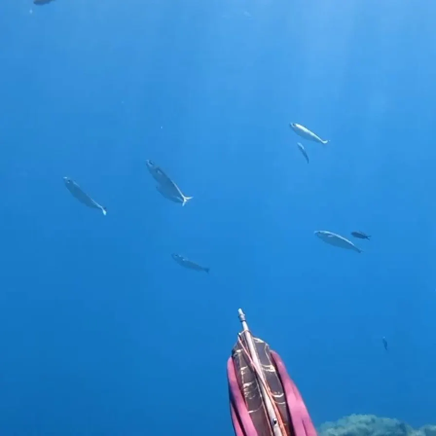 The most recent Bogue catches on Fishbrain