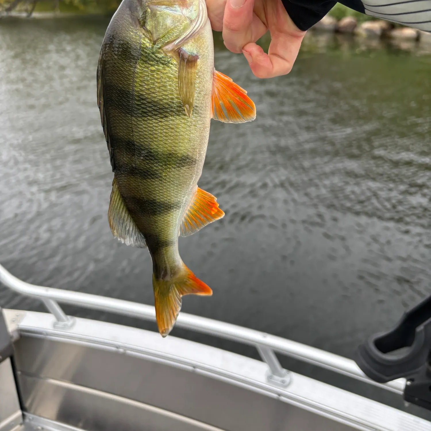 European perch caught on Fishbrain