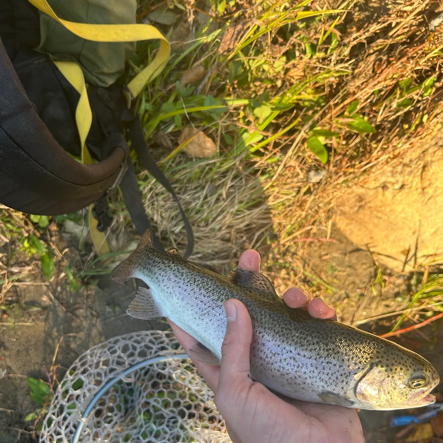 Rainbow trout caught on Fishbrain