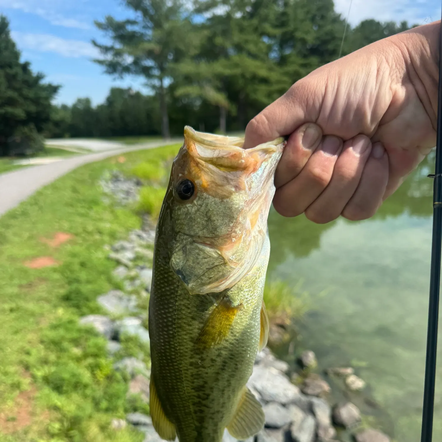 Largemouth bass caught on Fishbrain
