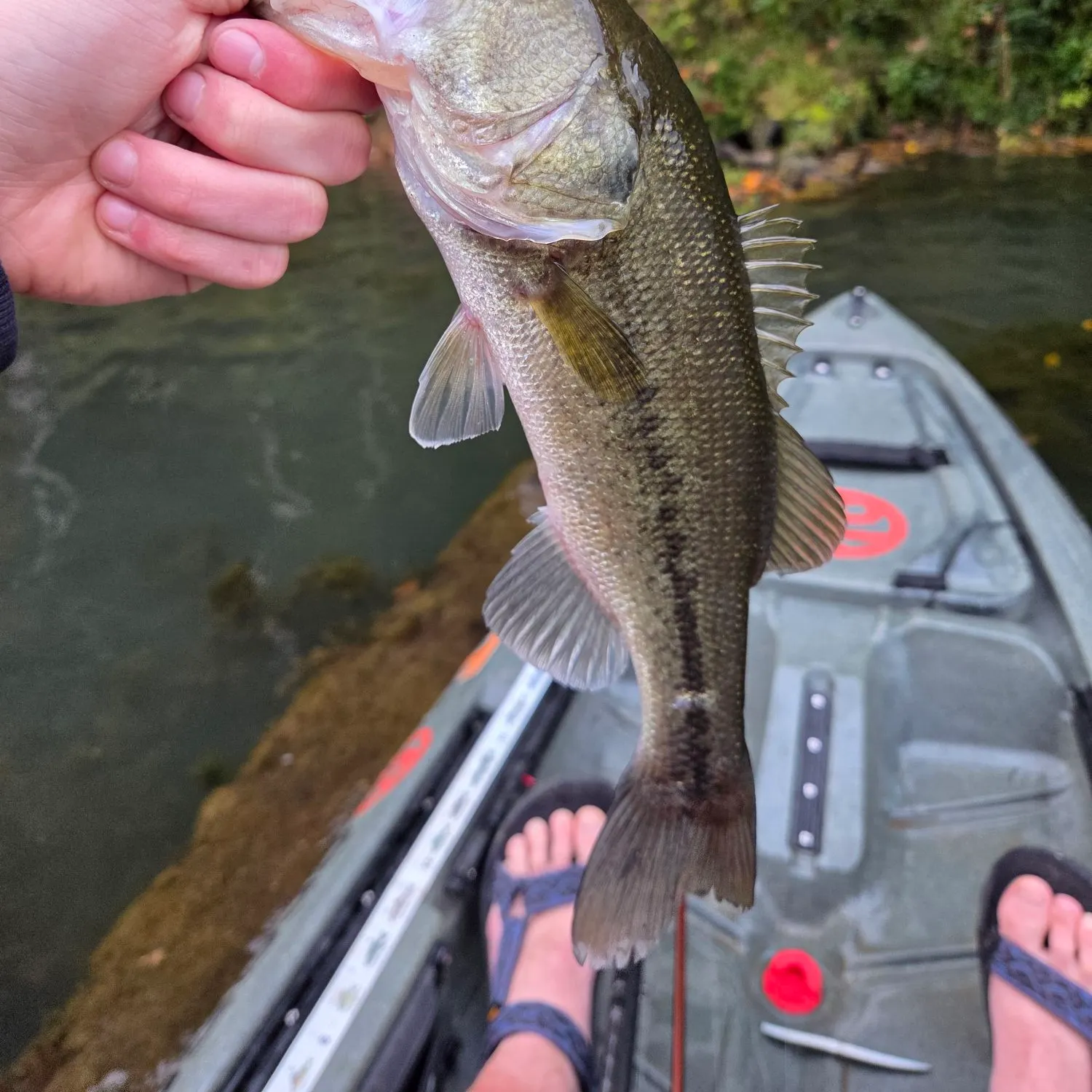 Largemouth bass caught on Fishbrain