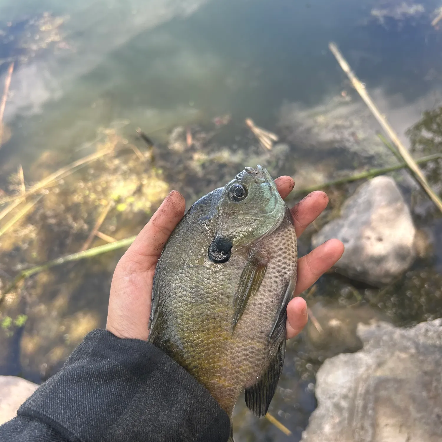 Bluegill caught on Fishbrain