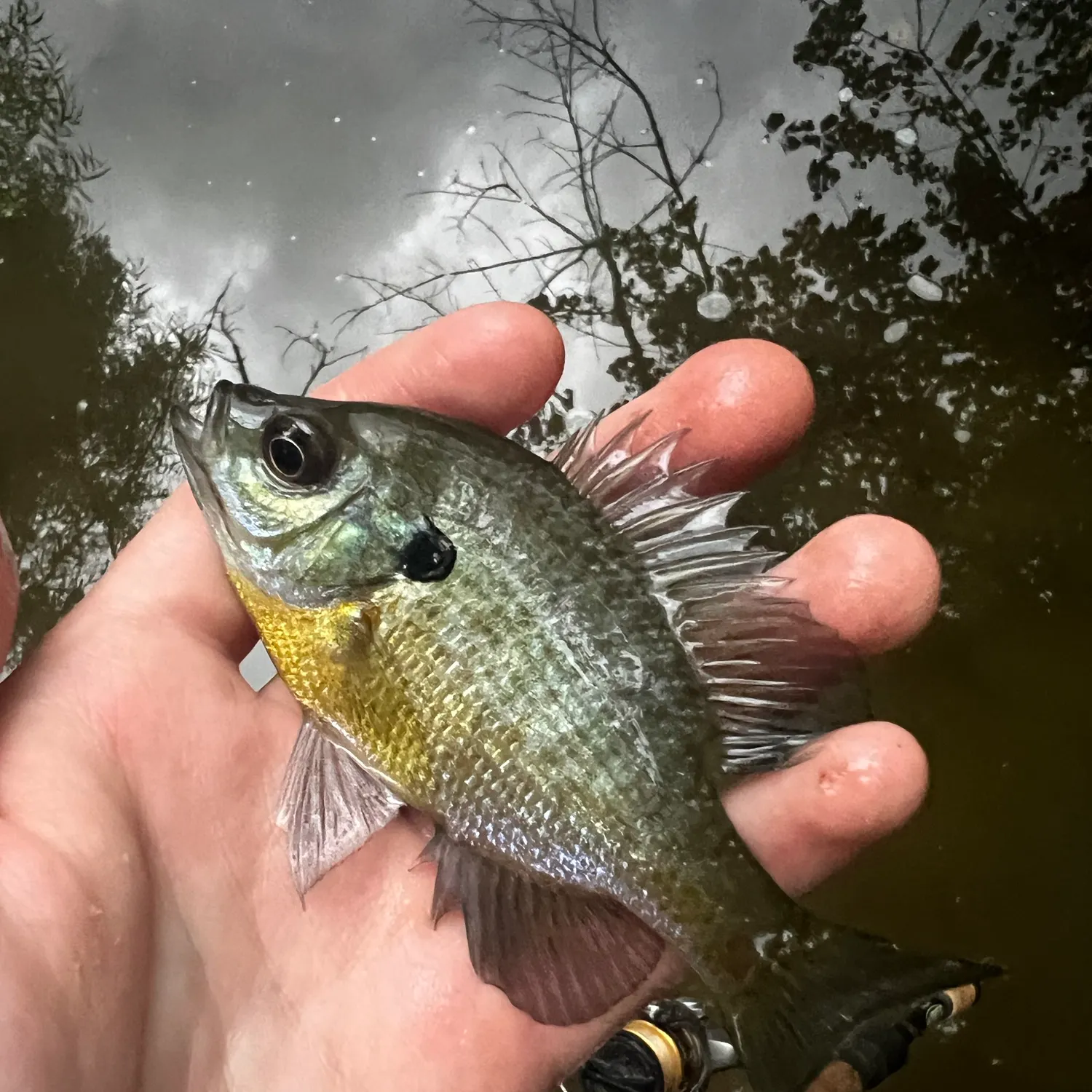 Bluegill caught on Fishbrain