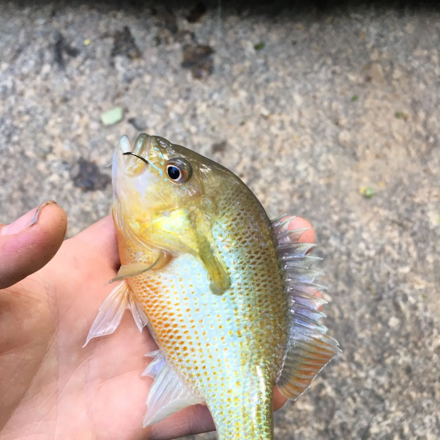 angler catch