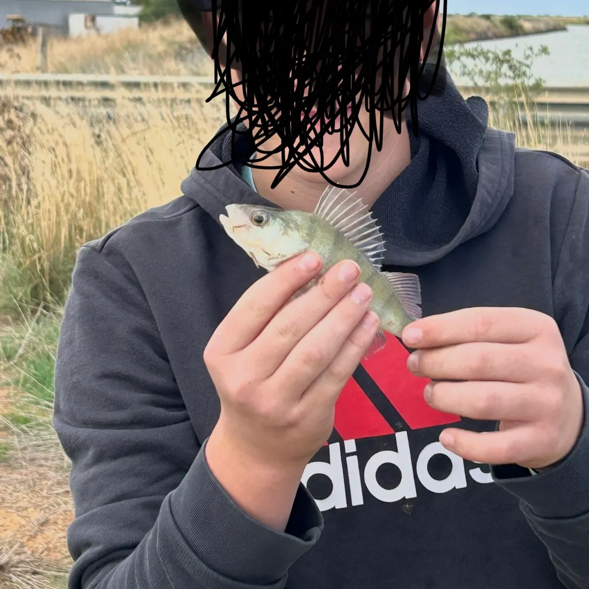 European perch caught on Fishbrain