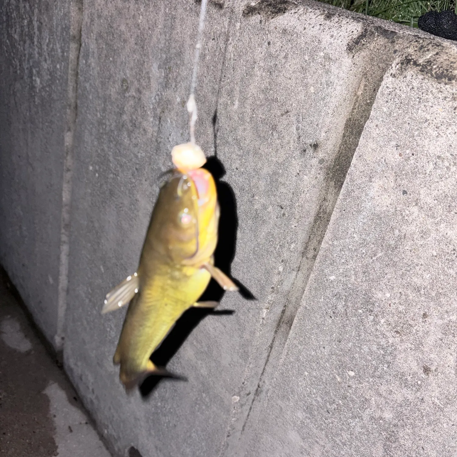 Yellow bullhead caught on Fishbrain