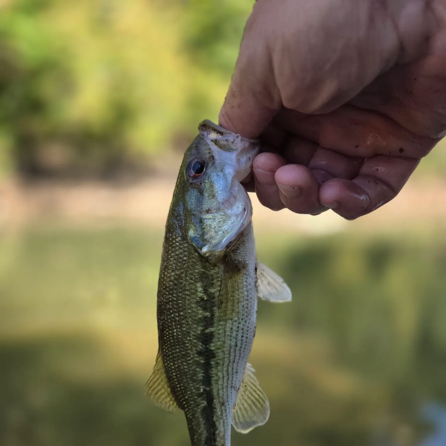 Spotted bass caught on Fishbrain