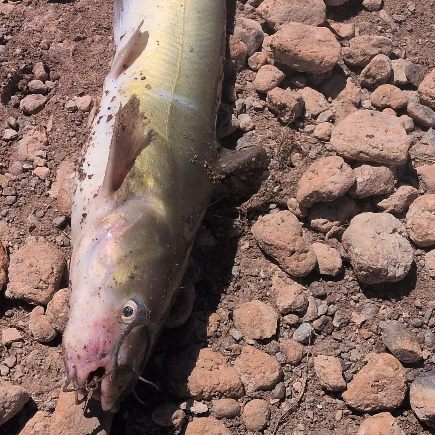 Channel catfish caught on Fishbrain